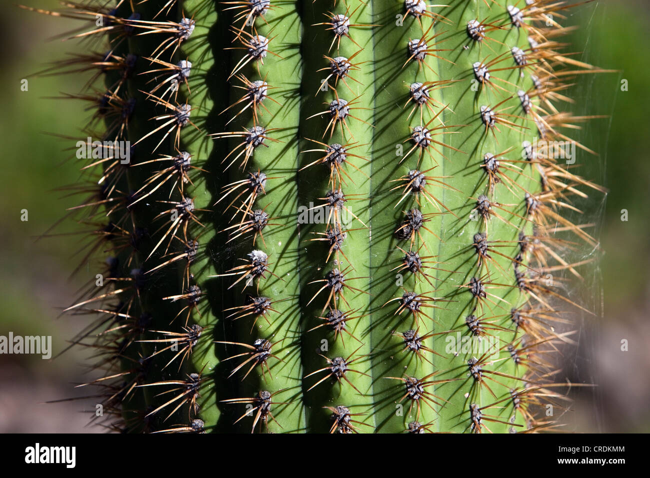Cactus, close-up, Sierras de Chavez, San Juan, Argentine, Amérique du Sud Banque D'Images