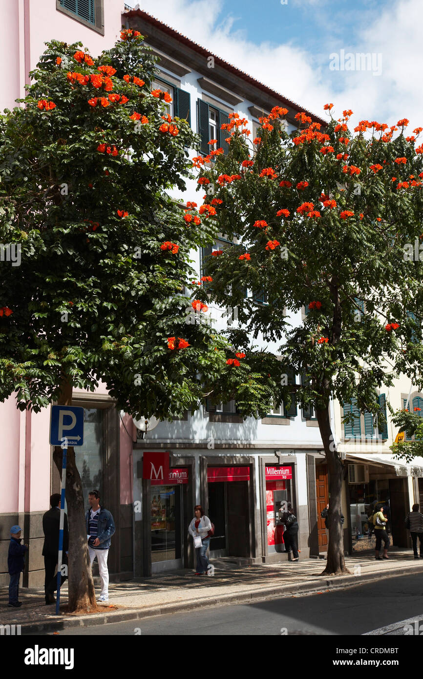 (Spathodea campanulata flame tree), au bord de la rue, la floraison, Madeira, Funchal Banque D'Images