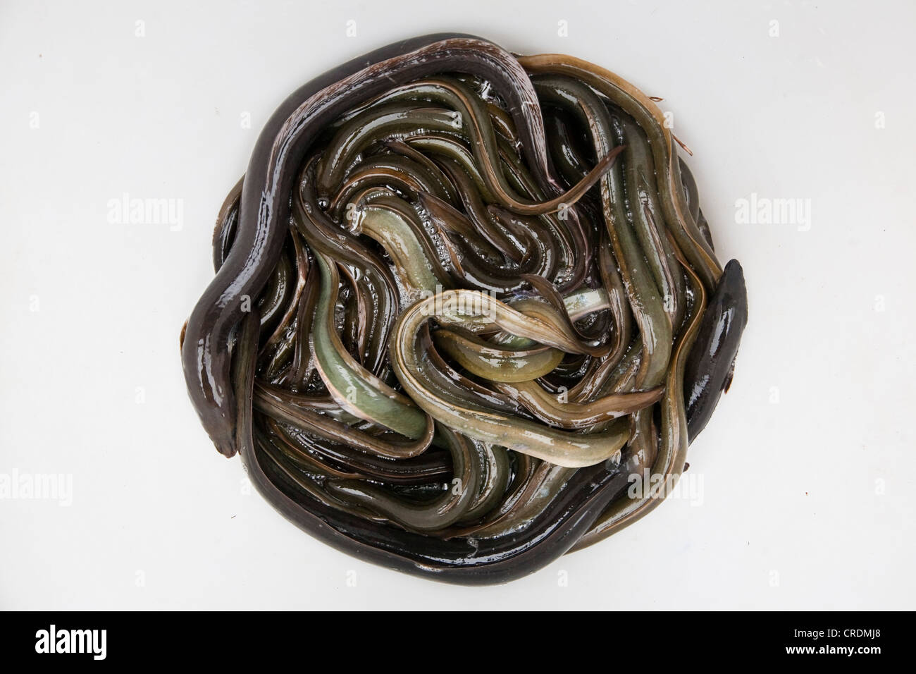 Les anguilles capturées dans la partie supérieure de la rivière de l'Elbe près de Winsen Luhe, Basse-Saxe, Allemagne, Europe Banque D'Images