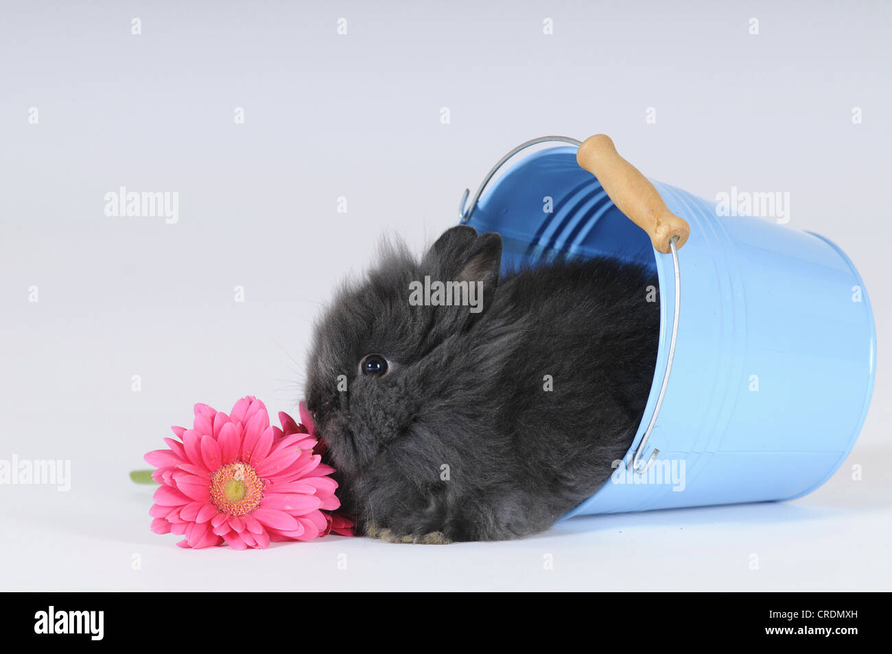 Lapin Nain gris avec un gerbera rose, assis dans un seau bleu Banque D'Images