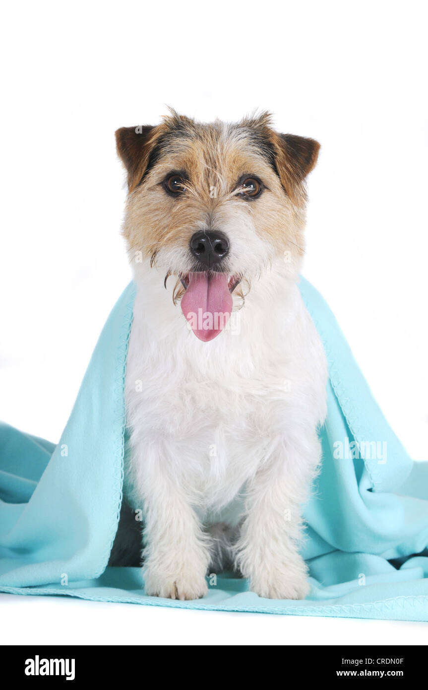 Jack Russell Terrier, assis sous un contrat cadre turquoise Banque D'Images