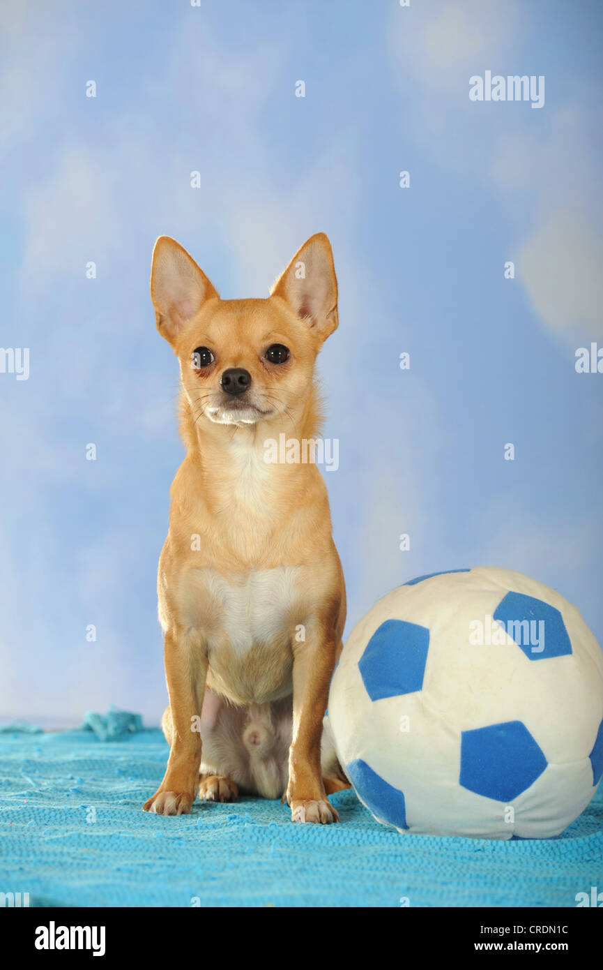 Chihuahua assis à côté d'un football Banque D'Images