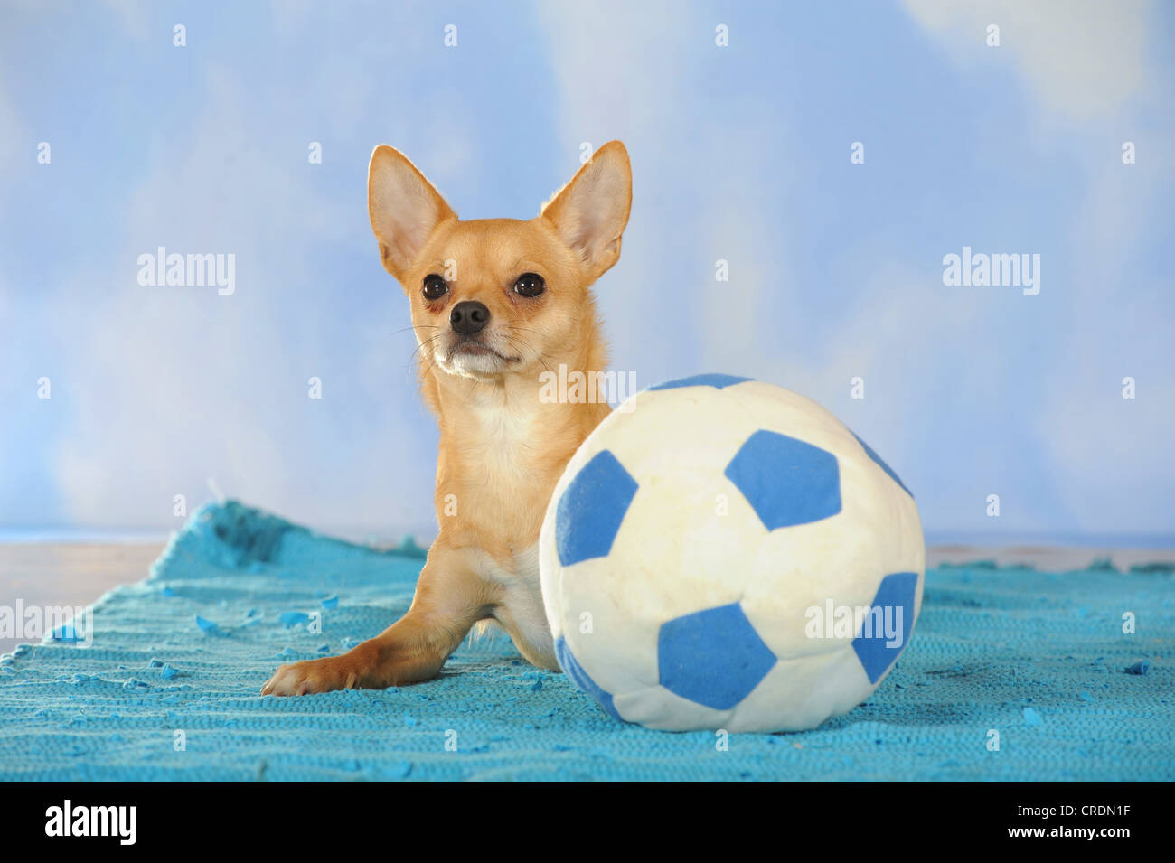 Chihuahua couché à côté d'un terrain de football Banque D'Images