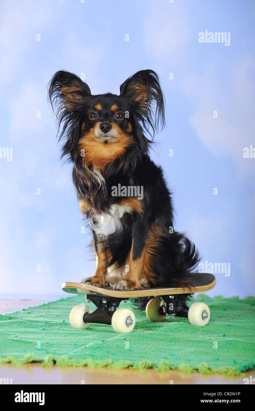 Papillon-Chihuahua rocé, hybride, assis sur un mini skateboard Photo Stock  - Alamy