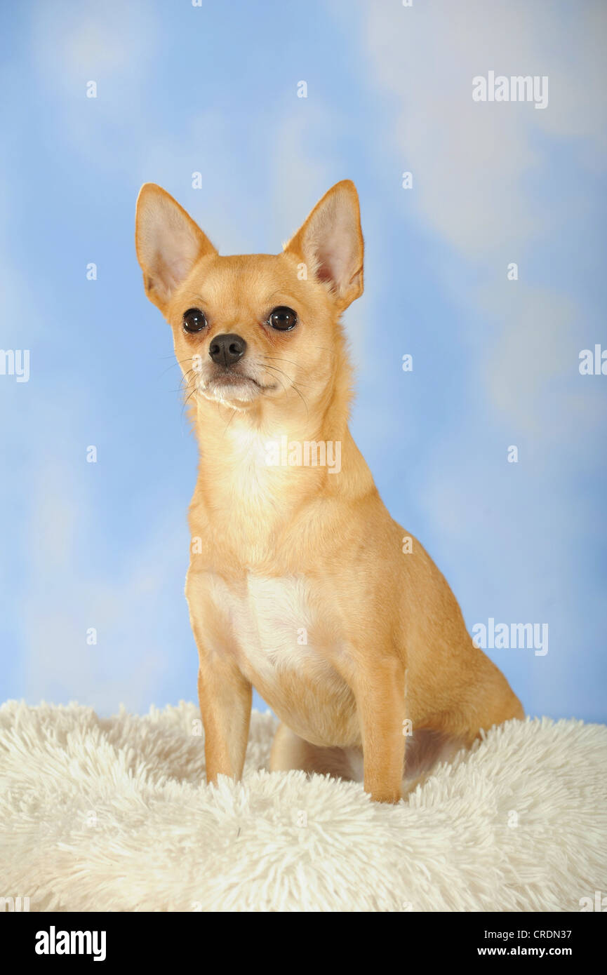 Chihuahua assis sur une peau de mouton Banque D'Images