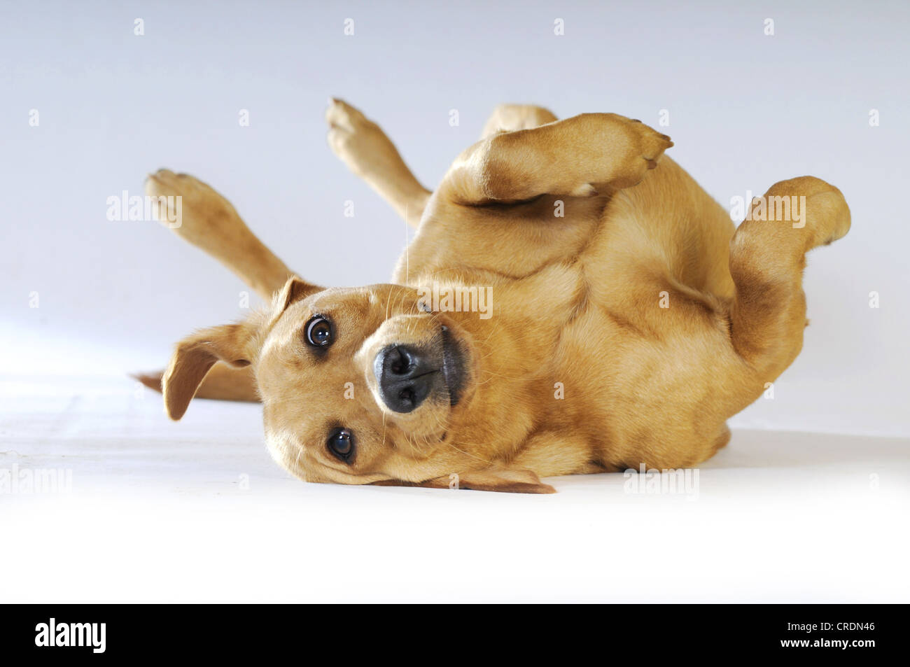 Chienne Labrador Retriever jaune allongé sur le dos Banque D'Images