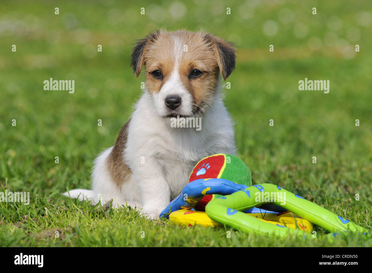 Jack Russell Terrier puppy sitting avec des jouets sur la pelouse Banque D'Images