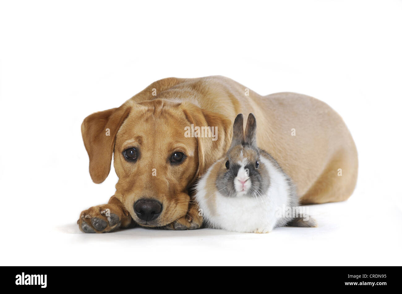 Labrador Retriever, chiot, de couleur jaune et un lapin nain tacheté Banque D'Images