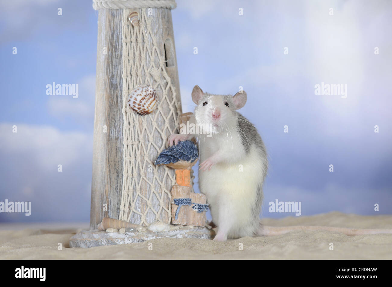 Rat de couleur fantaisie, Husky, appuyer contre un mini-phare Banque D'Images