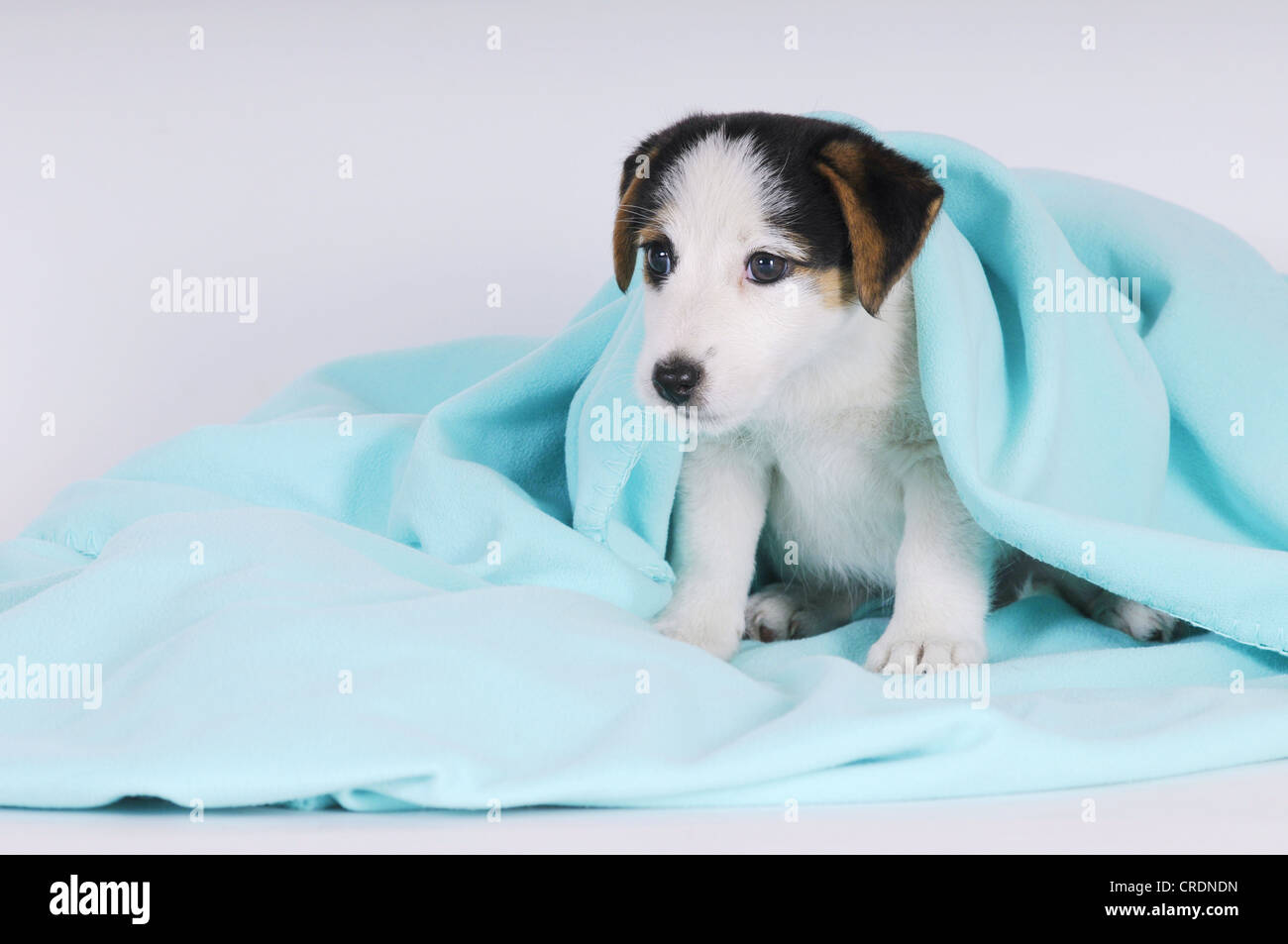 Jack Russell Terrier puppy avec un contrat cadre turquoise Banque D'Images