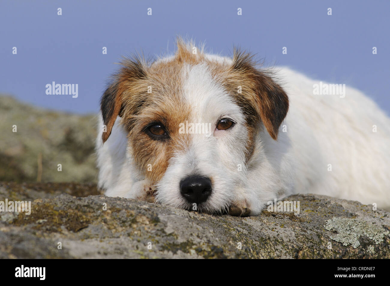 Jack Russell Terrier, couché sur un rocher avec sa tête sur le sol Banque D'Images