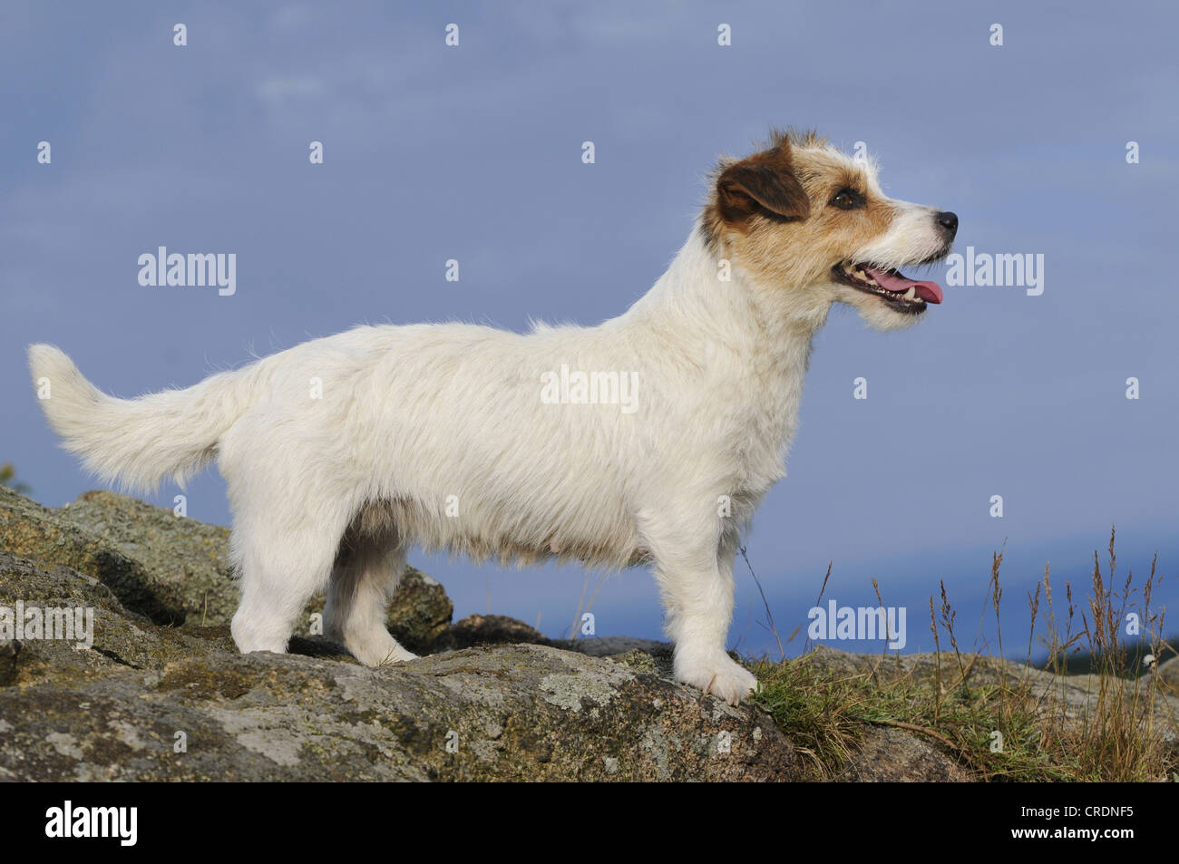 Jack Russell Terrier, debout sur des rochers Banque D'Images