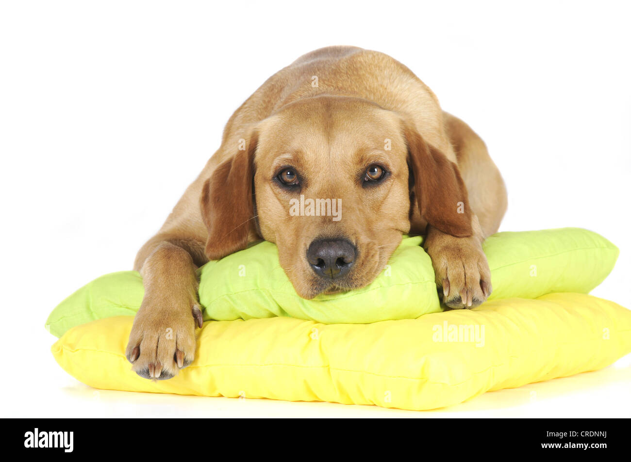 Chienne Labrador Retriever jaune allongé sur deux oreillers Banque D'Images