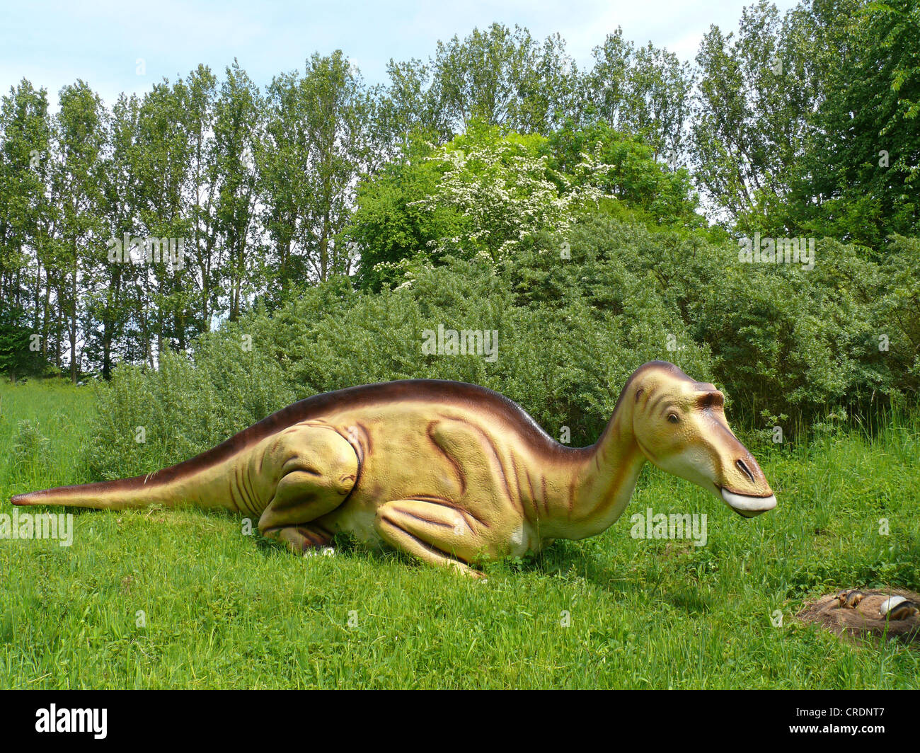 Edmontosaurus (Edmontosaurus), femme guardings son nid Banque D'Images