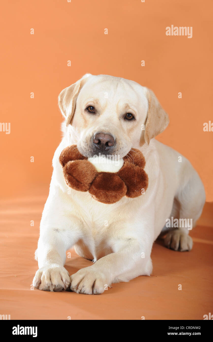 Yellow Labrador Retriever, portrait, tenant une fleur marron coussin dans sa bouche Banque D'Images
