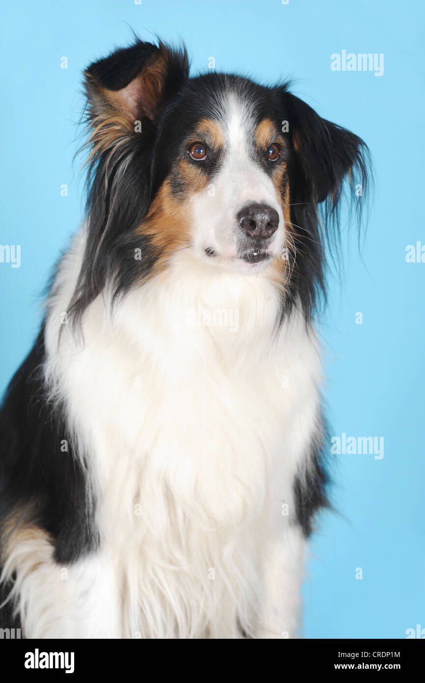 Croisement entre bernois et Collie, portrait, en face de la turquoise Banque D'Images