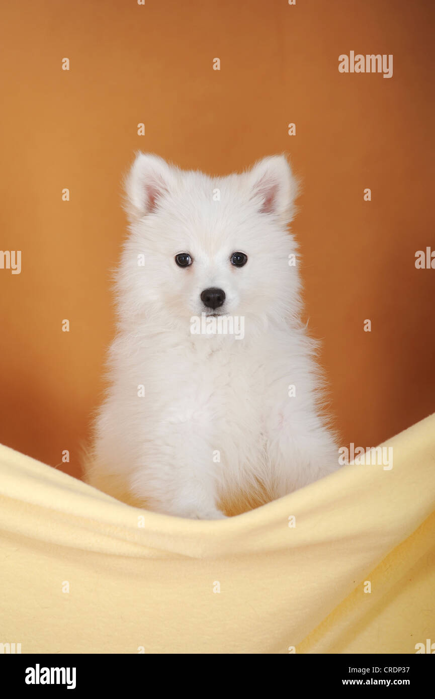 Chiot Spitz, assis dans une couverture Banque D'Images