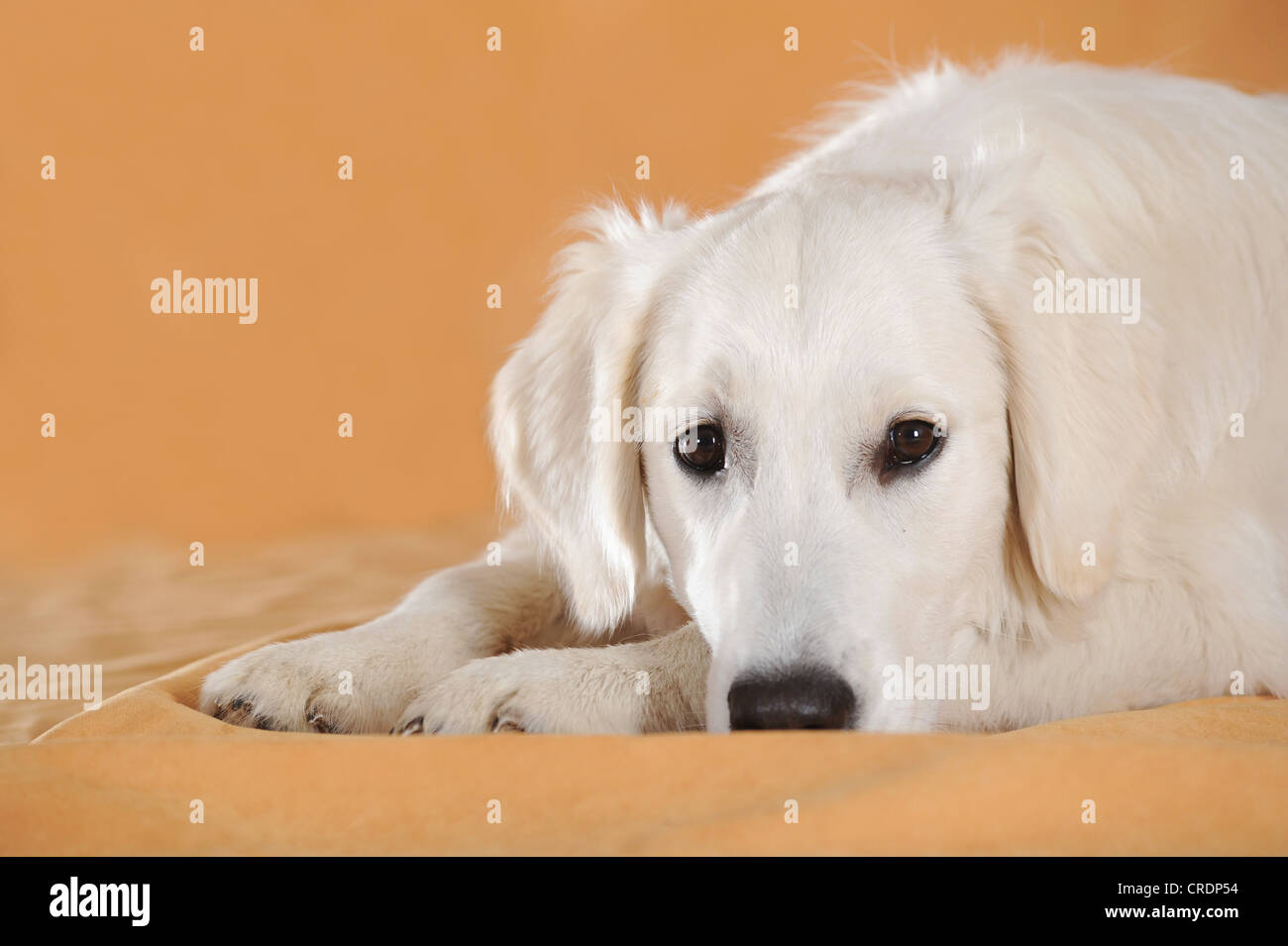 Golden Retriever couché avec sa tête sur le sol Photo Stock Alamy