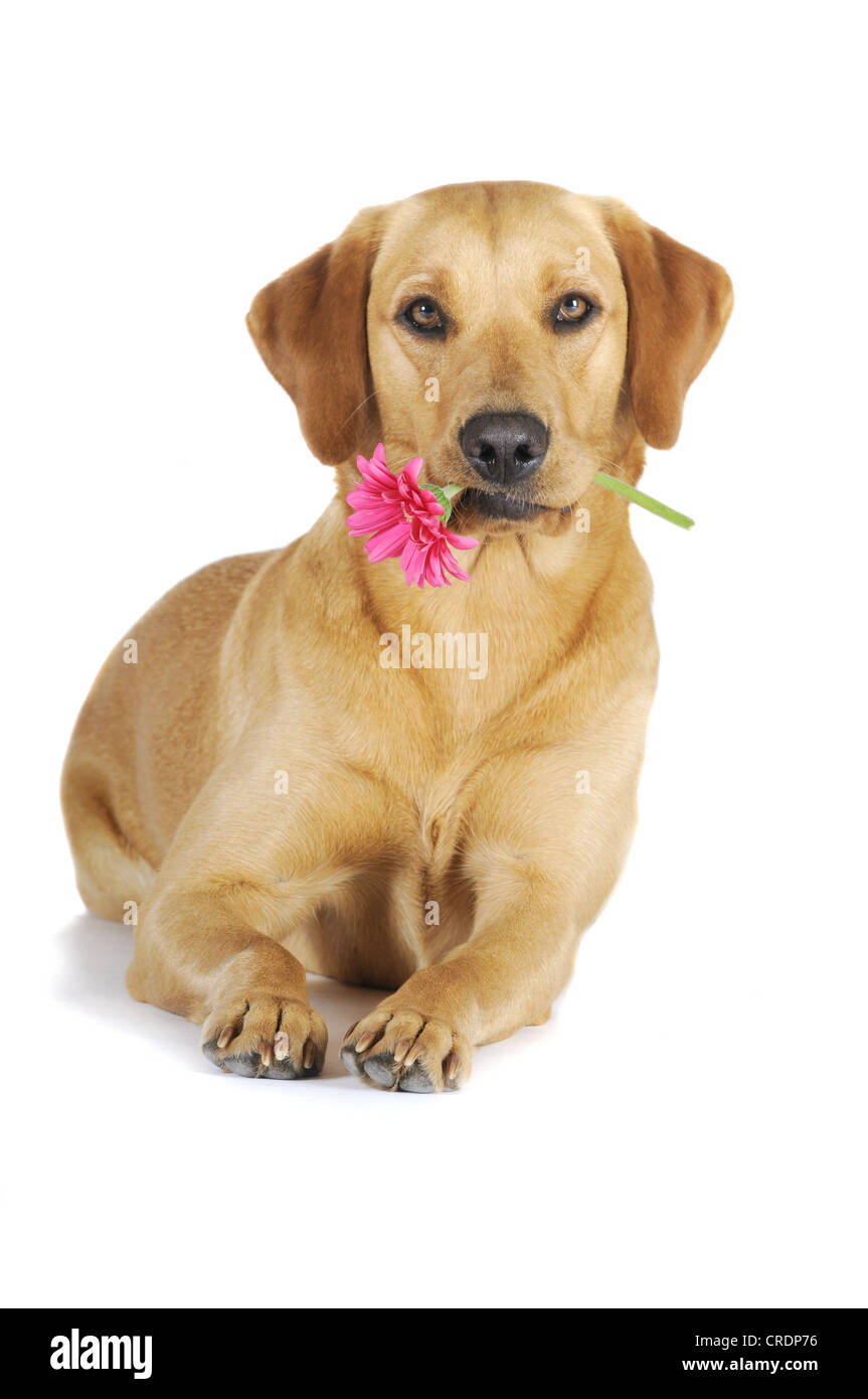 Chienne Labrador Retriever jaune avec une fleur rose, gerbera, dans sa bouche Banque D'Images