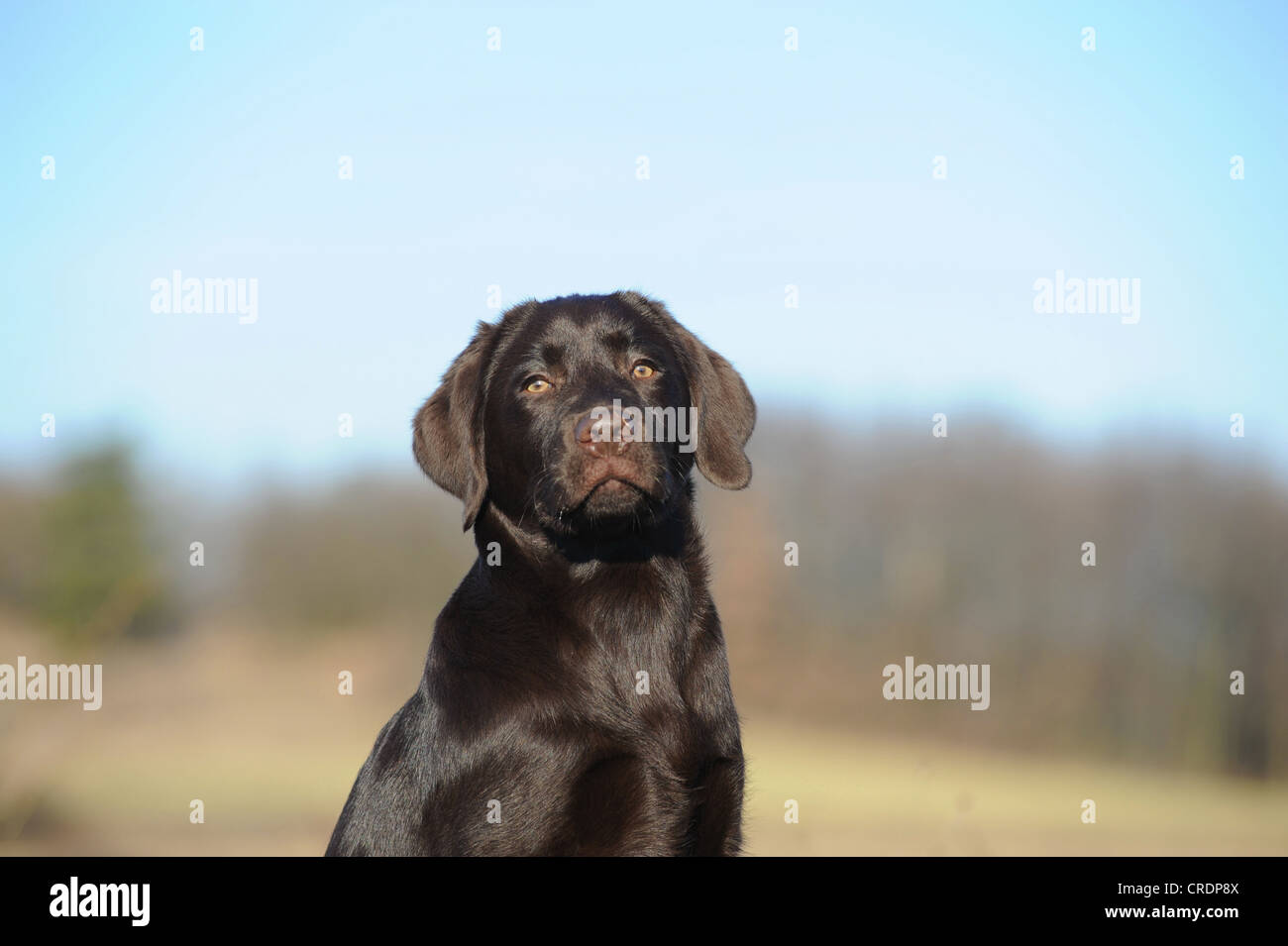 Chiot Labrador Retriever chocolat, portrait Banque D'Images