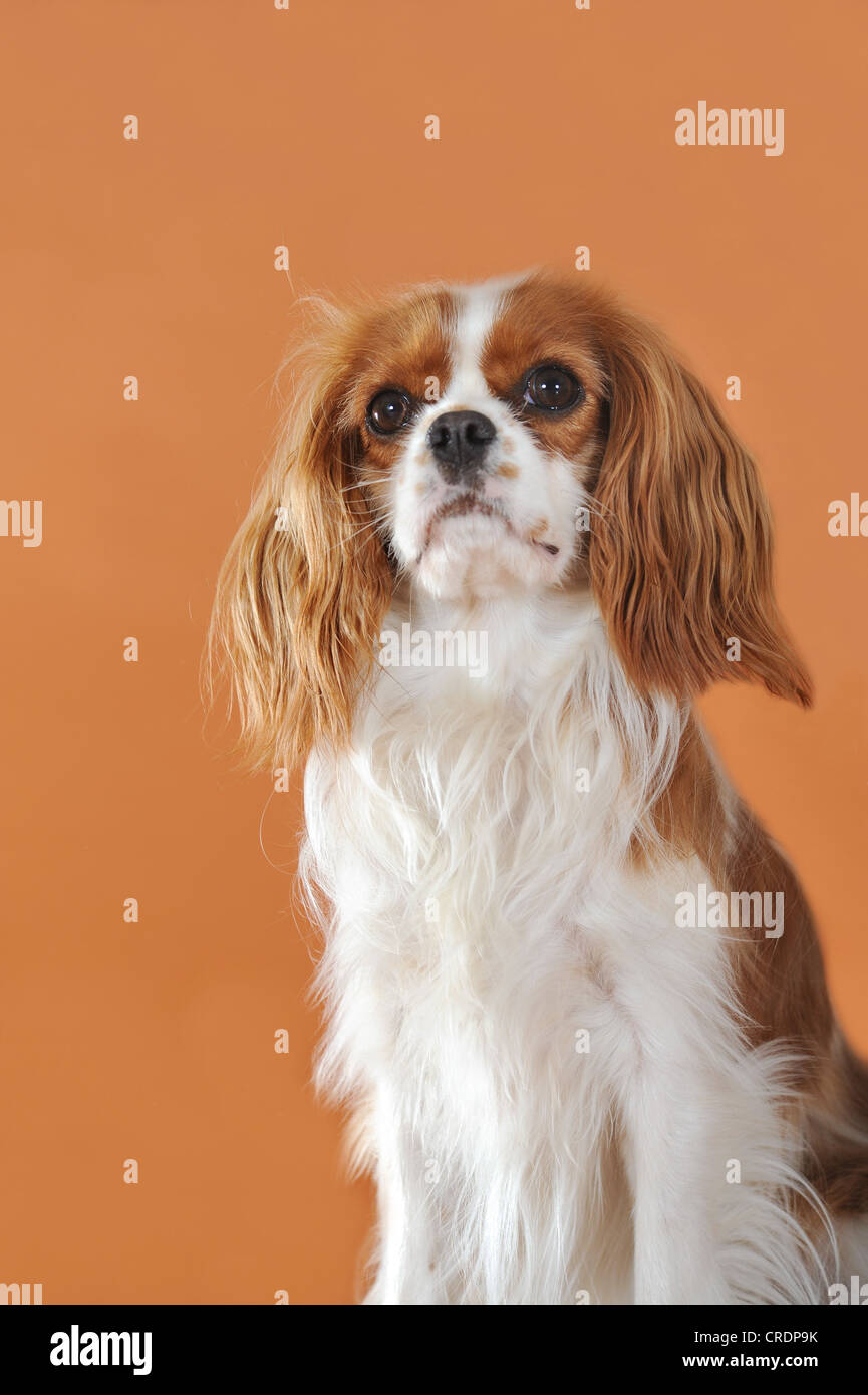 Cavalier King Charles Spaniel, de couleur Blenheim Banque D'Images