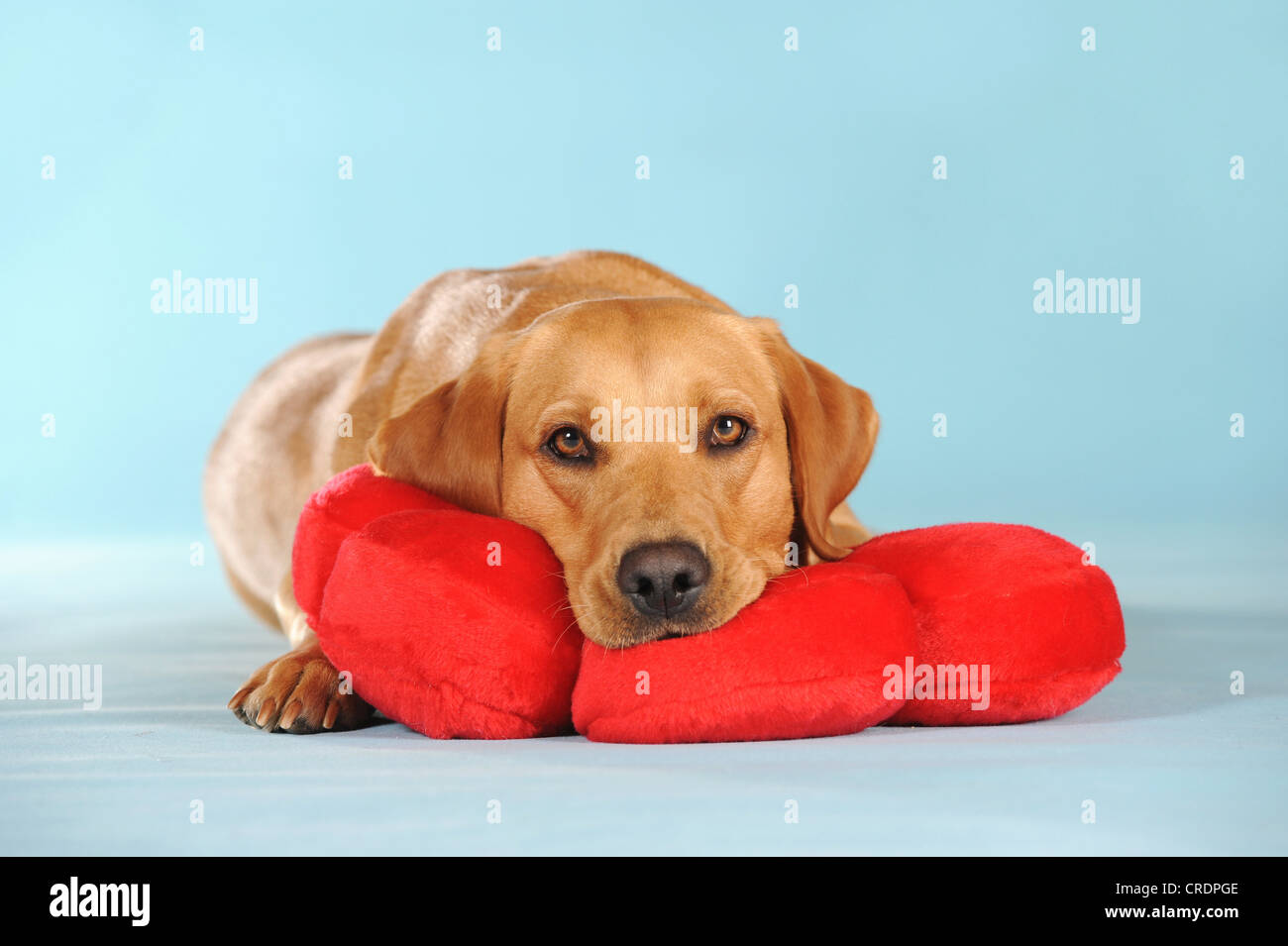 Labrador Retriever chien, chienne, couchée sur un coussin fleur rouge Banque D'Images