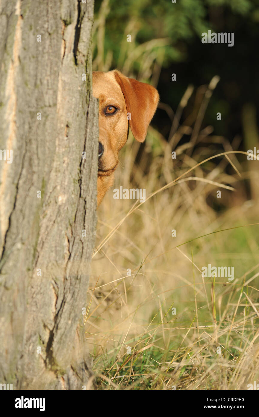 Labrador Retriever chien, chienne, à la recherche de derrière tree Banque D'Images