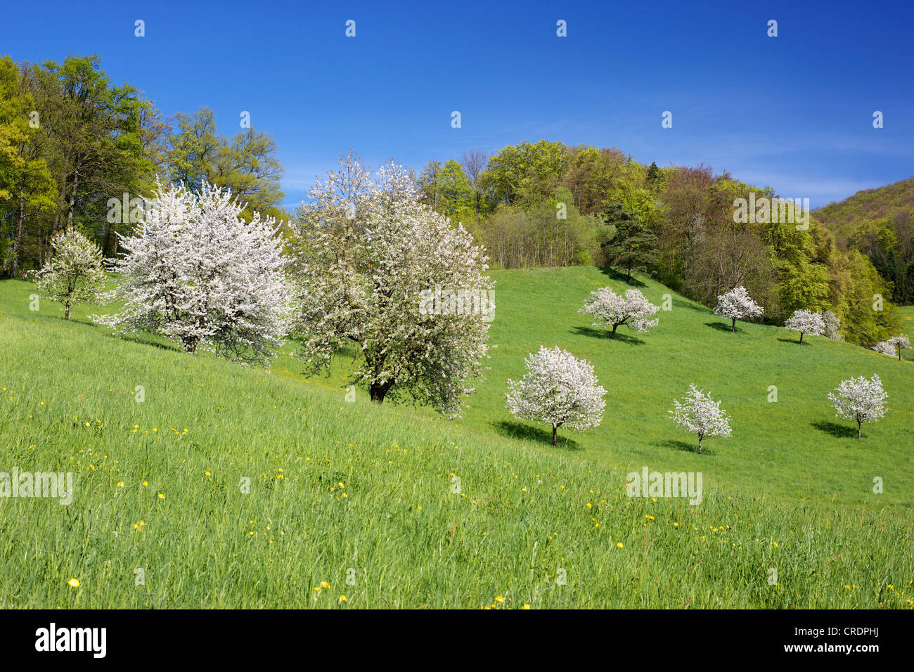 Cherry Bloom Paysage De Printemps Dans Le Canton De Bale Campagne Suisse Europe Photo Stock Alamy