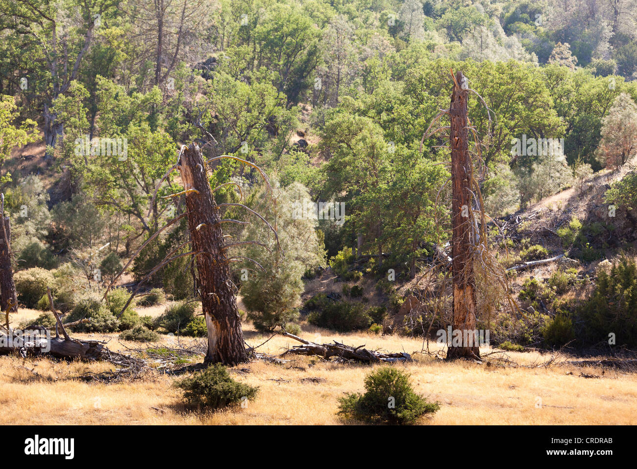 Les troncs d'arbres brisés dans les bois Banque D'Images