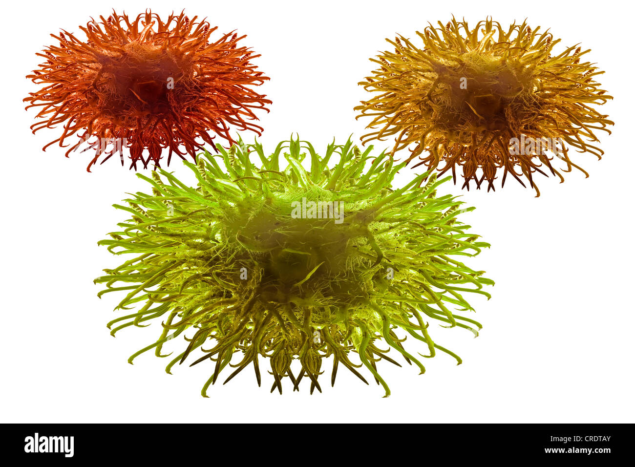 Les cellules dendritiques du système immunitaire, illustration Banque D'Images