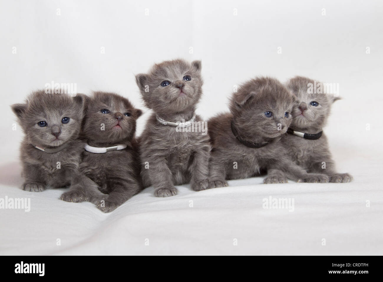 Chatons, chats Nebelung, pedigree cats, demilonghair Photo Stock Alamy