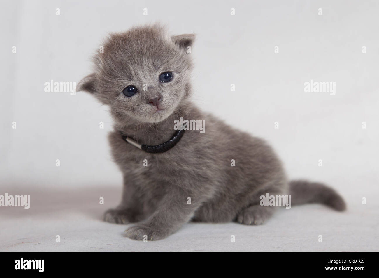 Chaton Chat Nebelung Pedigree Chat Demi Long Hair Photo Stock Alamy