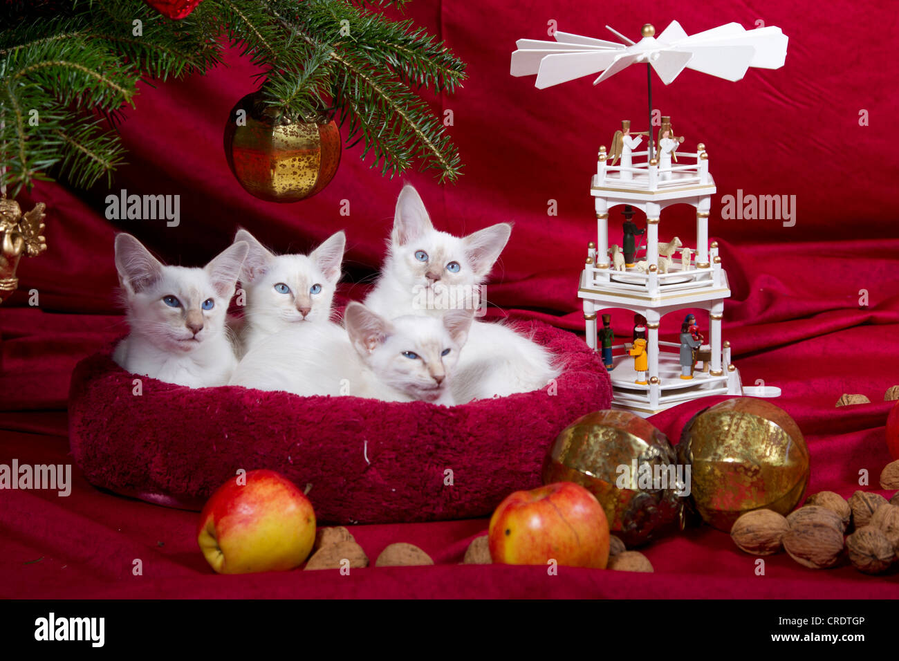 Chats A Poil Mi Long Banque De Photographies Et D Images A Haute Resolution Alamy