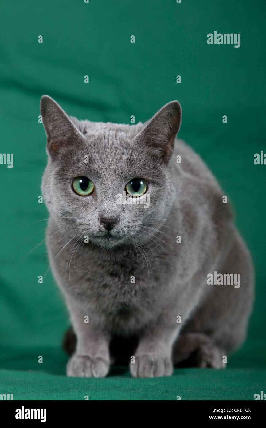 Le Chat Bleu Russe Gris Est Assis Sur Un Plancher En Bois Lamine Et Regarde Et Leche Son Museau Vue De Dessus Photo Stock Alamy