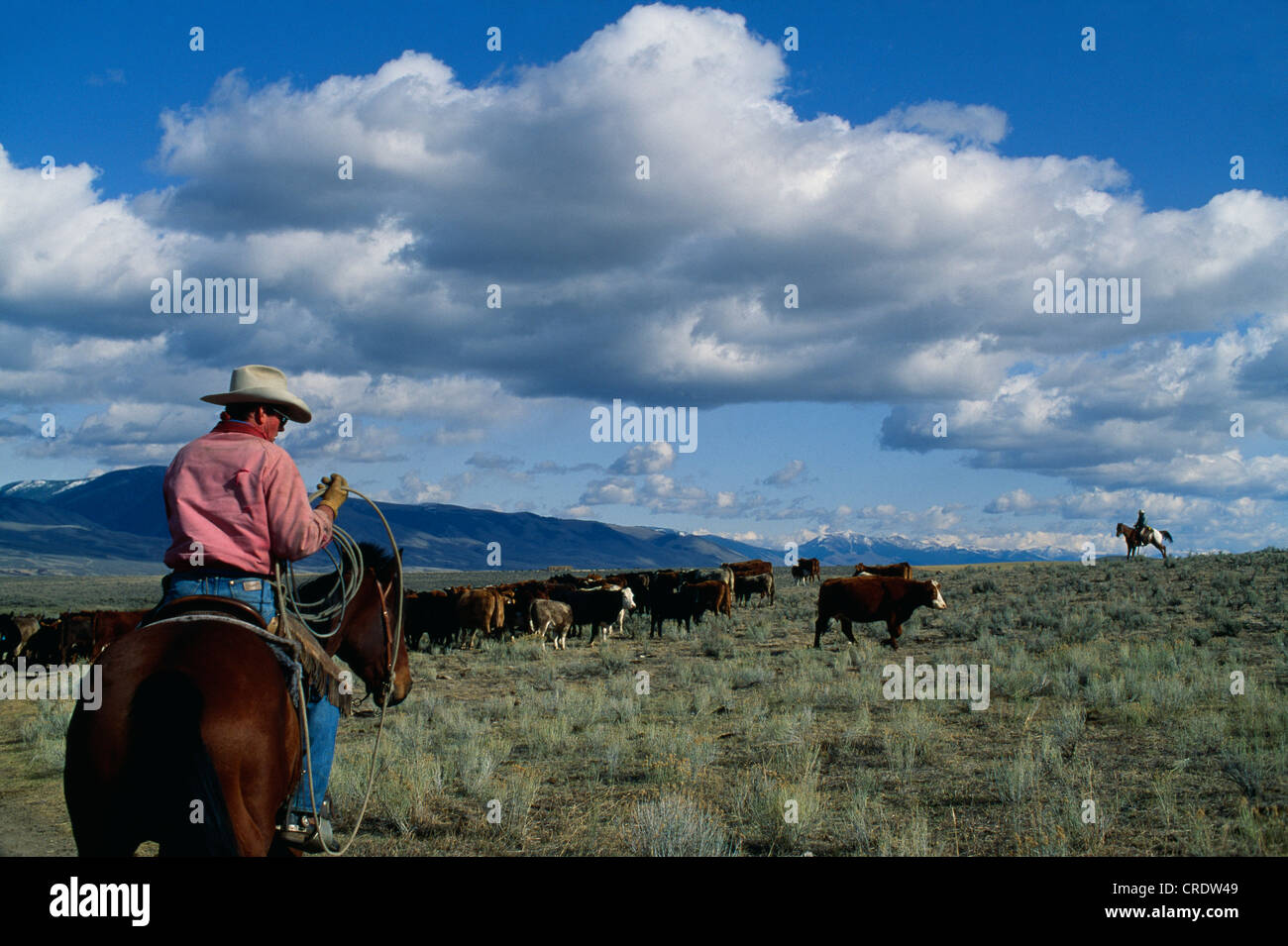 COWBOYS SUR CHEVAUX BOVINS DE TRAVAIL / NEW YORK Banque D'Images