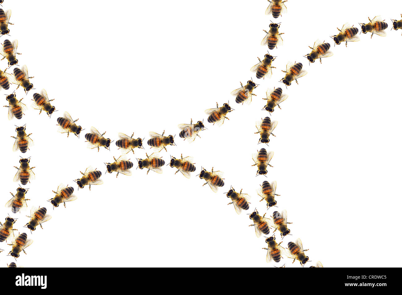 Les cercles d'abeilles Les abeilles, marcher en rond, composition Banque D'Images