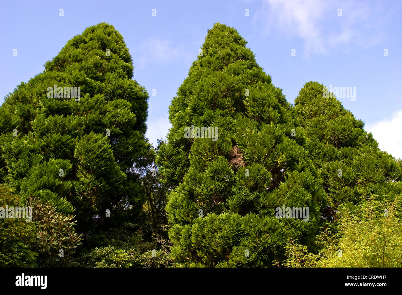 Le séquoia géant, géant (Sequoiadendron giganteum), dans jardin subtropical, l'Irlande, Kerrysdale, Derreen Gardens, Lauragh Banque D'Images