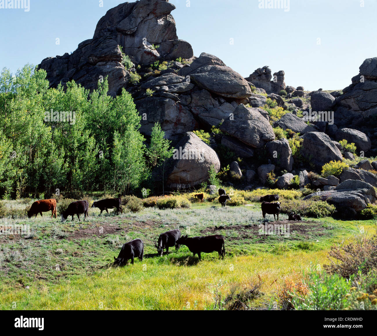 Le pâturage du bétail dans la forêt nationale de SAN ISABEL / BASSAM Park, Colorado Banque D'Images