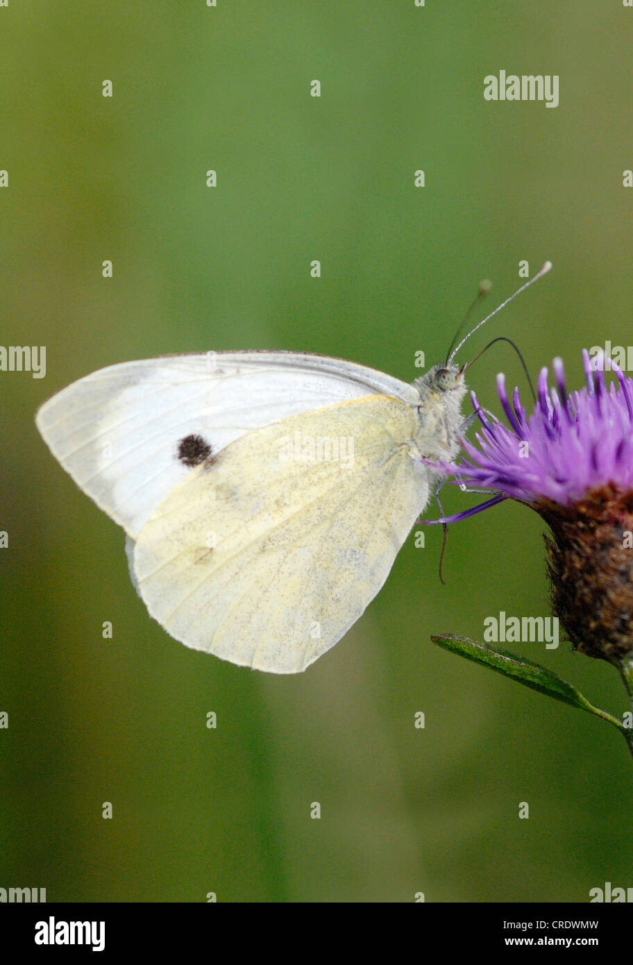 Petit papillon blanc (Pieris rapae) se nourrissant sur une fleur de centaurée noire (Centaurea nigra) sur la péninsule de Gower, au Pays de Galles. Banque D'Images