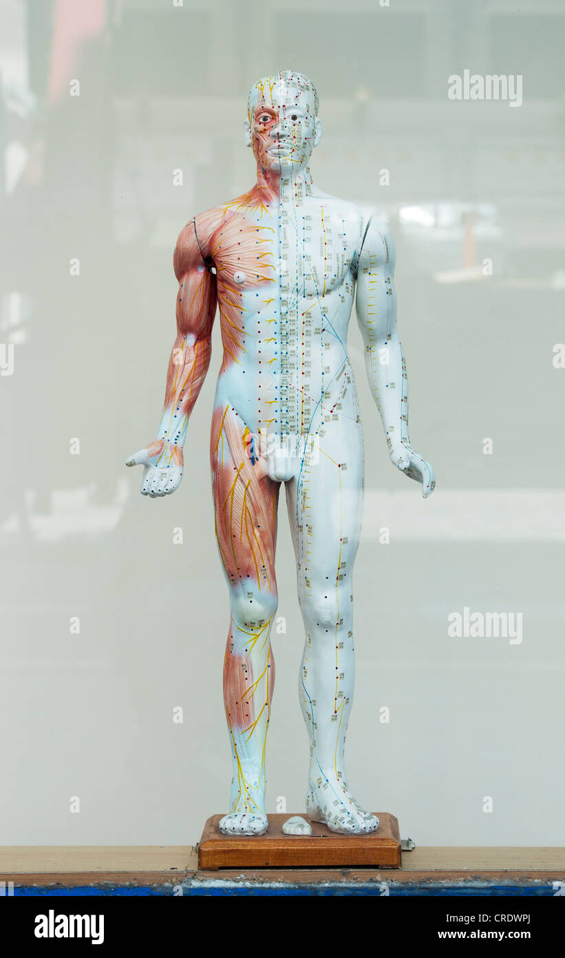 Figure montrant méridiens d'acupuncture dans une vitrine de la médecine de fines herbes chinoise. Londres, Angleterre Banque D'Images