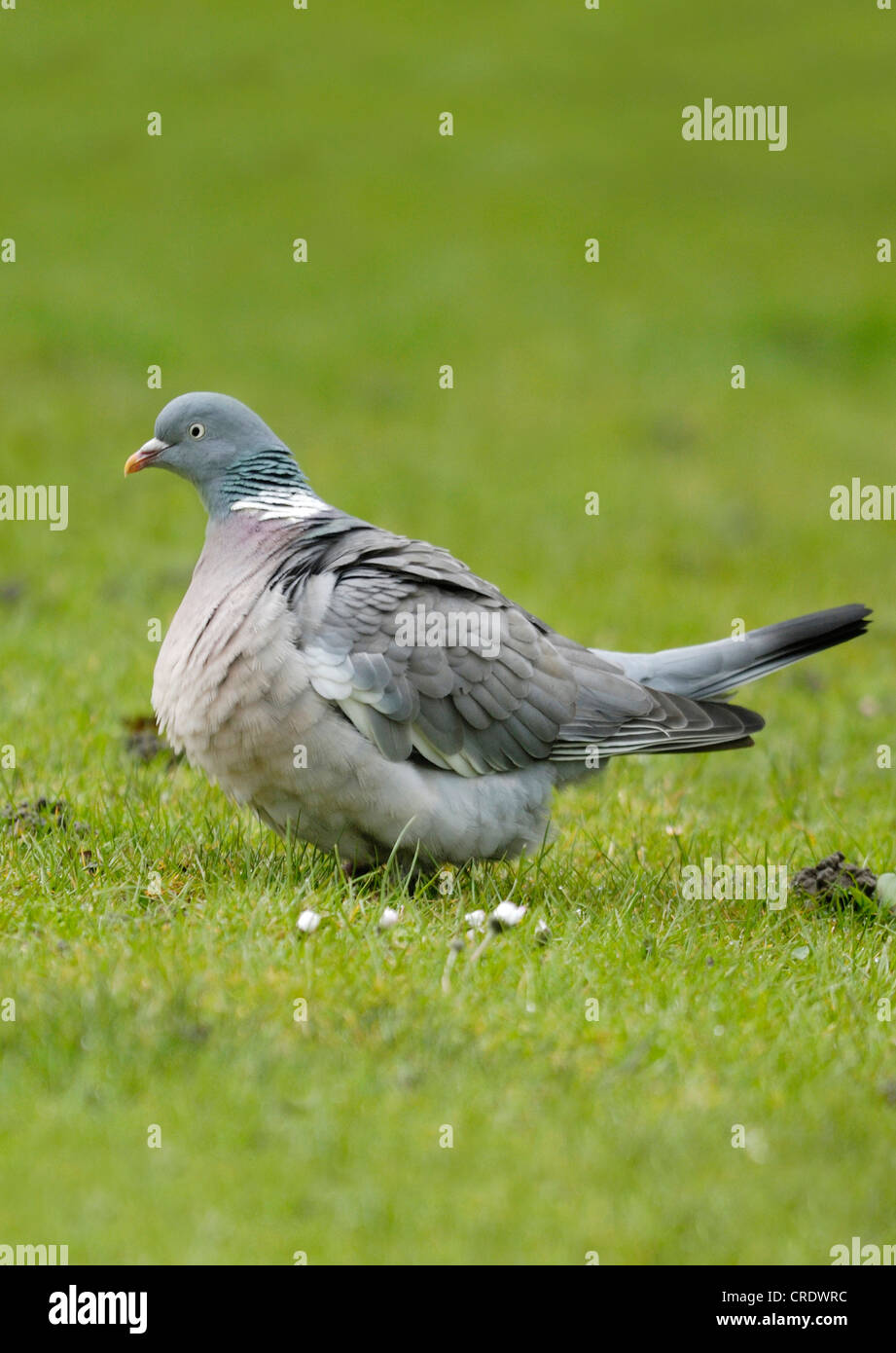 Fat Pigeon ramier (Columba palumbus) ballonné après un repas très copieux Banque D'Images