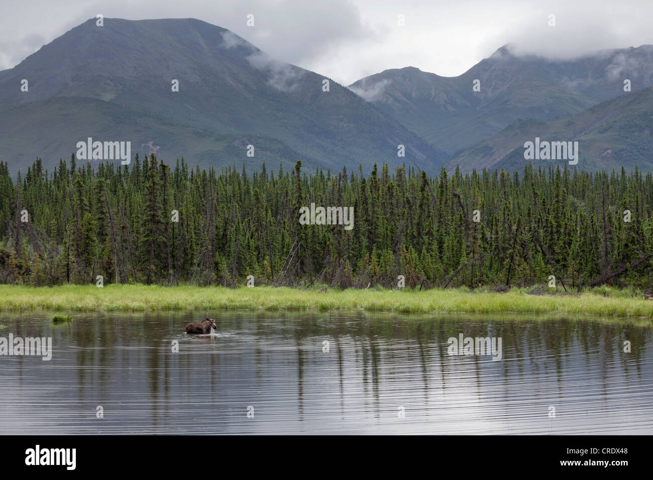 L'orignal (Alces alces) debout dans un lac dans le parc national Denali, Alaska, USA Banque D'Images