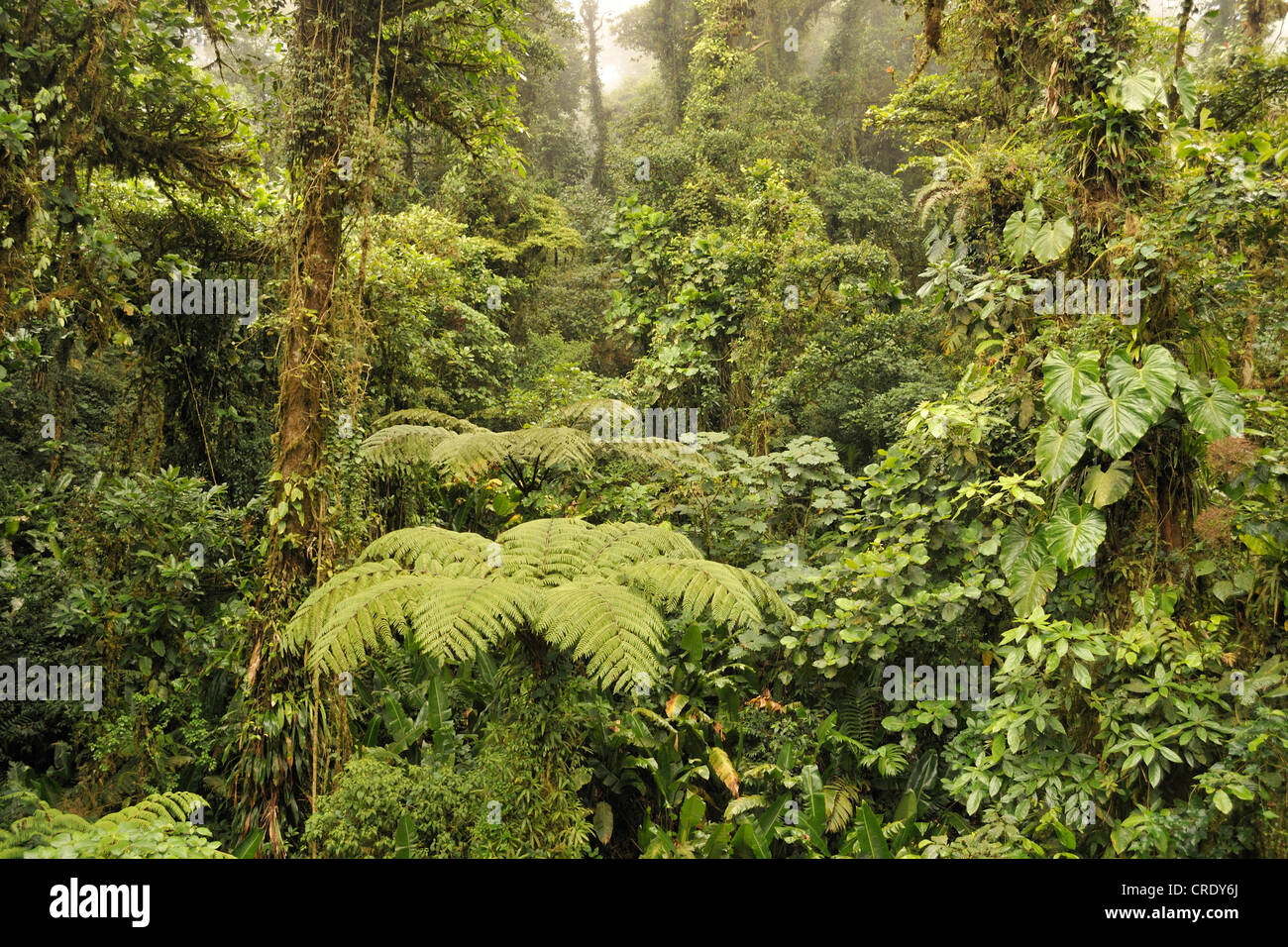 Costa rican rain forest Banque de photographies et d’images à haute ...