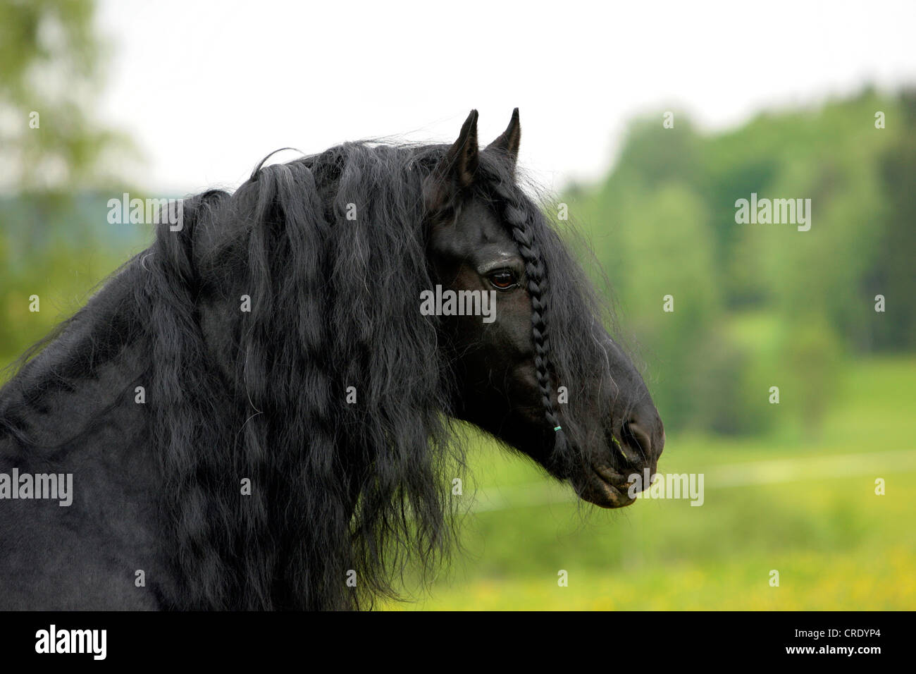 Cheval frison (Equus caballus przewalskii f.), portrait Banque D'Images