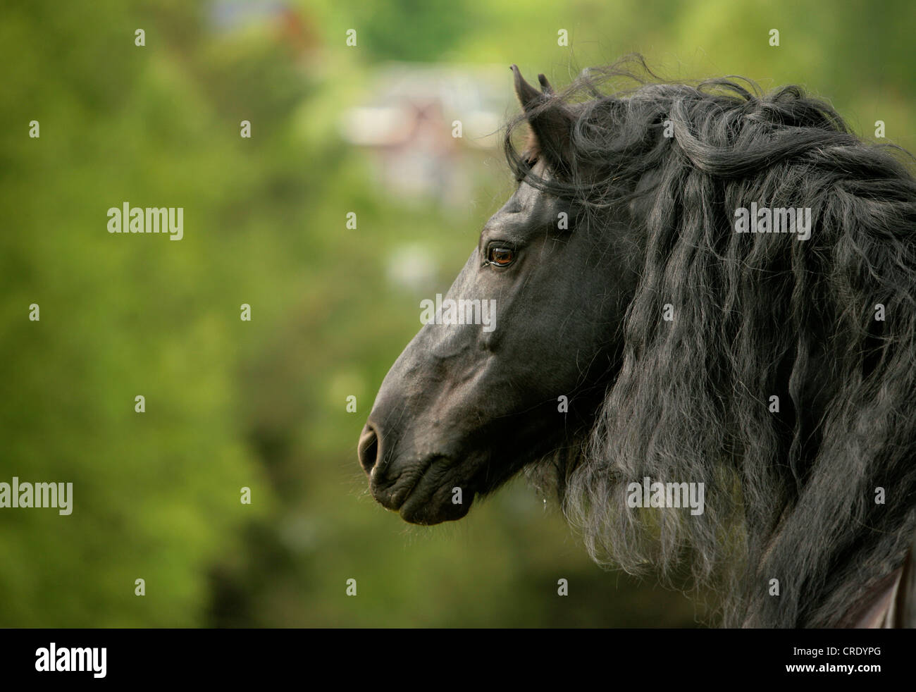 Cheval frison (Equus caballus przewalskii f.), portrait Banque D'Images