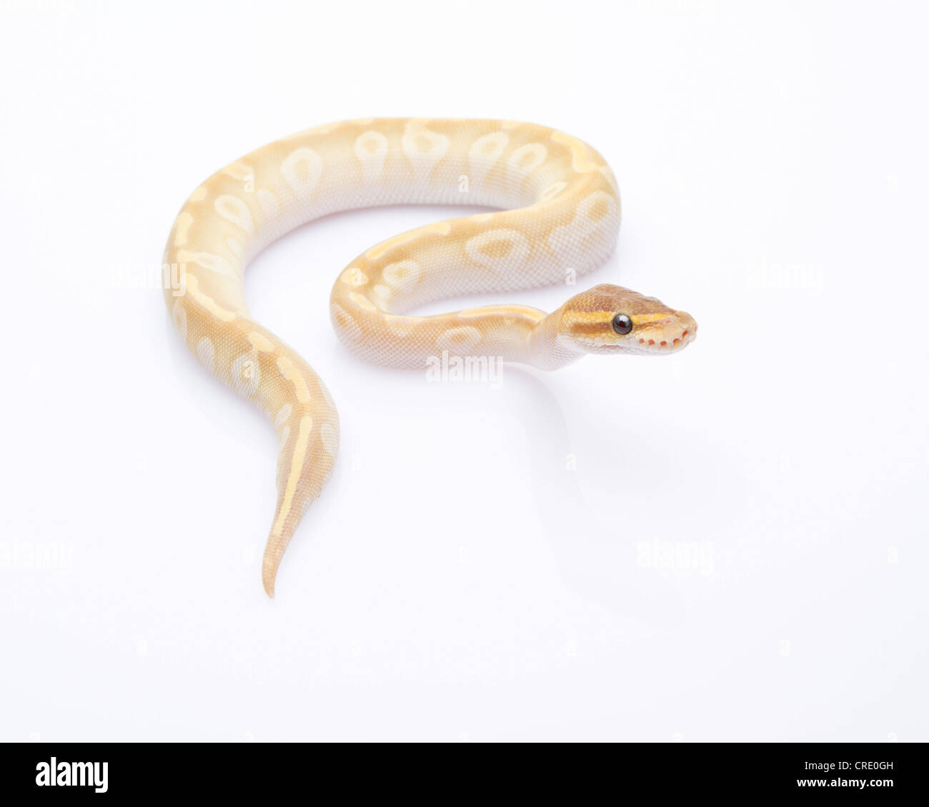 Python royal (Python regius) Banque D'Images