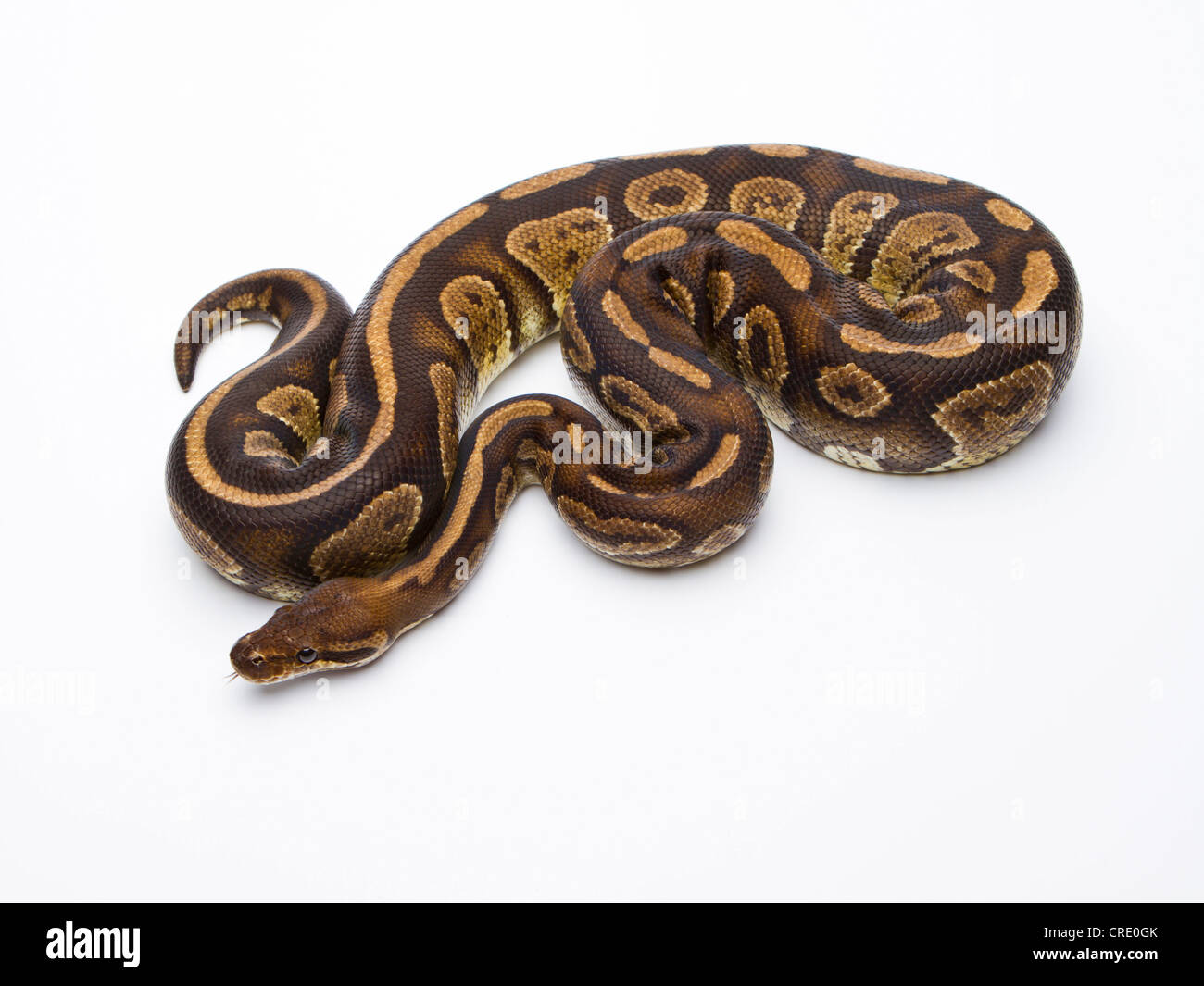 Python royal (Python regius), Fefe, homme, Markus Theimer reptile reproduction, Autriche Banque D'Images