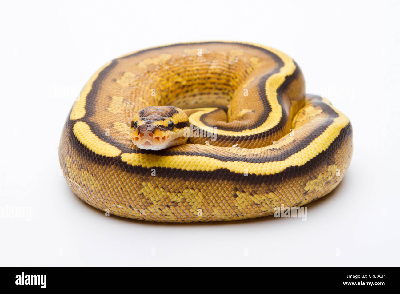 Python royal (Python regius), Superstripe, homme, Markus Theimer reptile reproduction, Autriche Banque D'Images