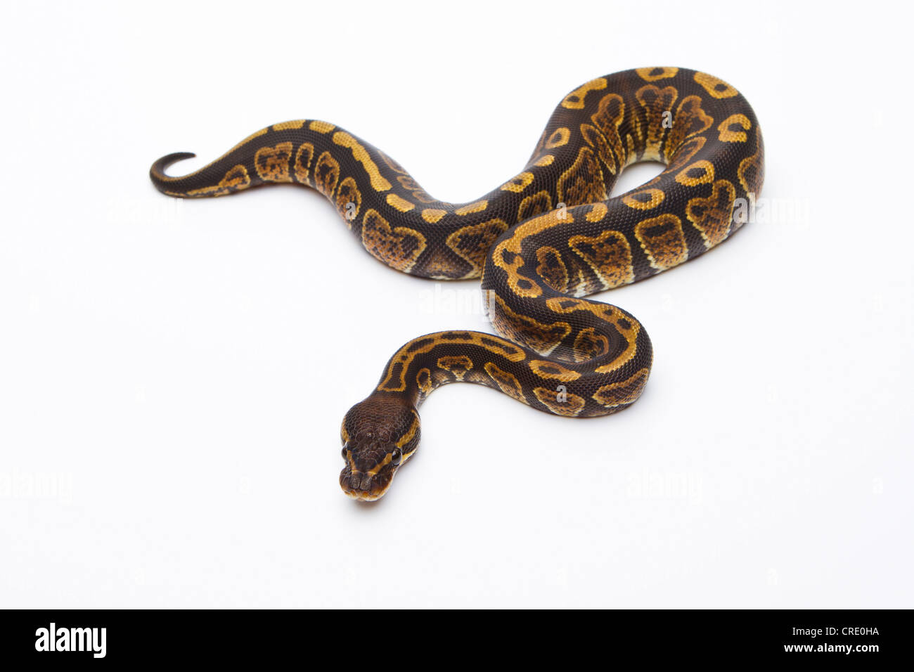 Python royal (Python regius), Super Granit, femme, Markus Theimer reptile reproduction, Autriche Banque D'Images