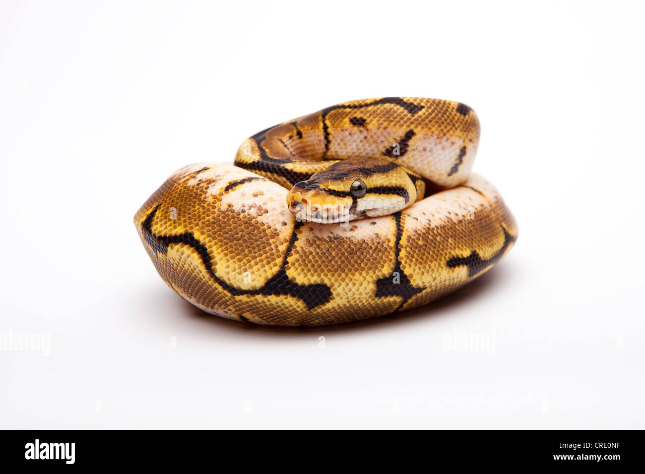 Python royal (Python regius), Spider, femme, Willi Obermayer, élevage de reptiles Autriche Banque D'Images